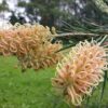 Grevillea Caloundra Gem at Natives R Us Traveston Native Plant Nursery Sunshine Coast Retail Native Plants Gympie Natives Noosa