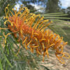 Grevillea Little Honey at Natives R Us Traveston Native Plant Nursery Sunshine Coast Retail Native Plants Gympie Natives Noosa 638