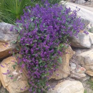 Hardenbergia Violecea 'sea Of Purple' - Natives R Us Plant Nursery In 