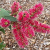 Melaleuca Candy Sparkles at Natives R Us Traveston Native Plant Nursery Sunshine Coast Retail Native Plants Gympie Natives Noosa 642
