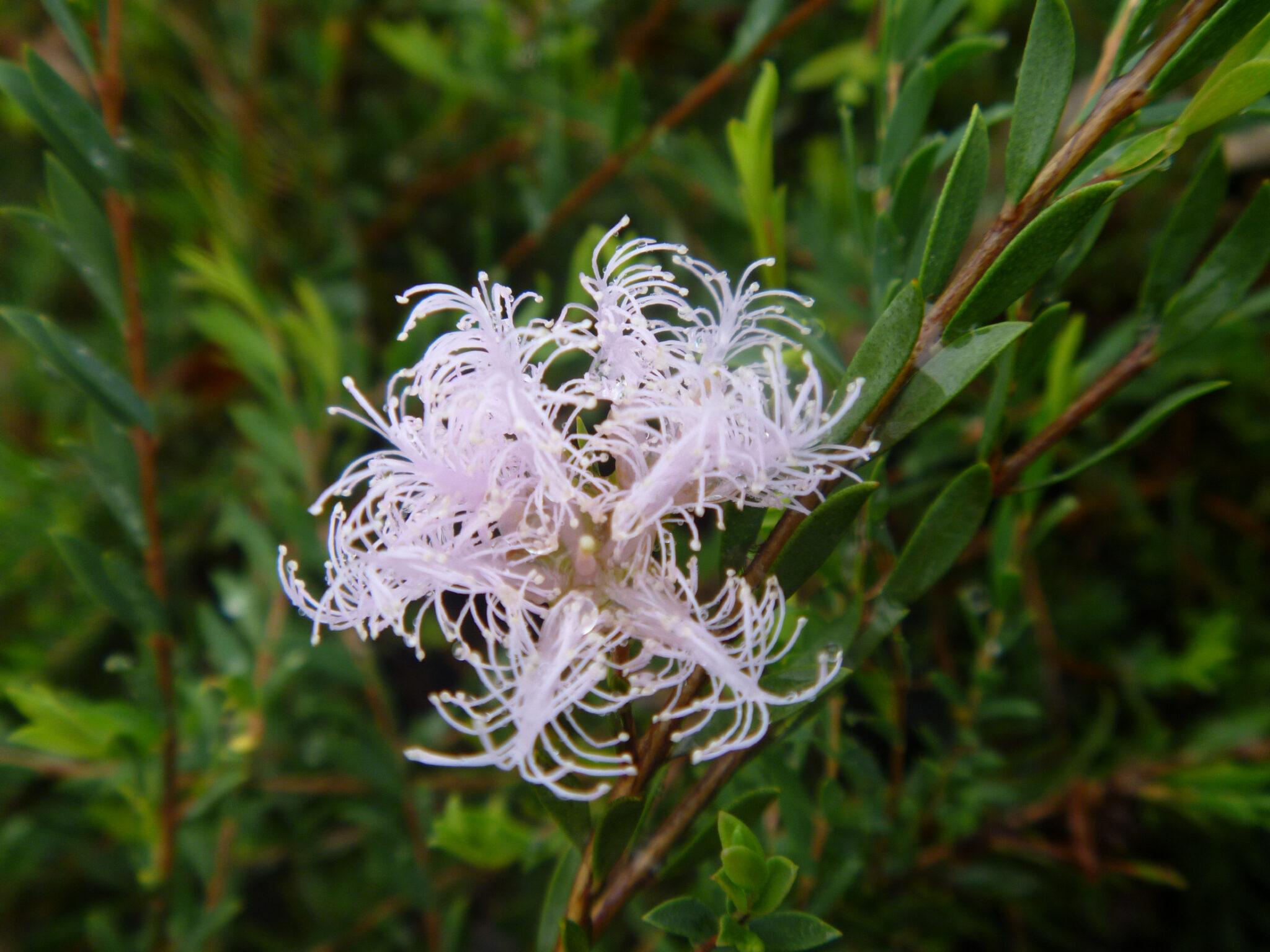 Melaleuca Thymifolia 'Pink Lace' - Natives R Us Plant Nursery In Traveston