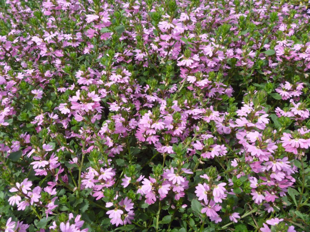 Scaevola Humilis 'Sitting Pretty' - Natives R Us Plant Nursery In Traveston