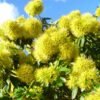 Xanthostemon Fairhill Gold at Natives R Us Traveston Native Plant Nursery Sunshine Coast Retail Native Plants Gympie Natives Noosa 652