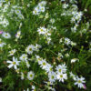 Brachyscome Pacific Cloud at Natives R Us Traveston Native Plant Nursery Sunshine Coast Retail Native Plants Gympie Natives Noosa
