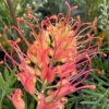 Grevillea Ned Kelly at Natives R Us Traveston Native Plant Nursery Sunshine Coast Retail Native Plants Gympie Natives Noosa