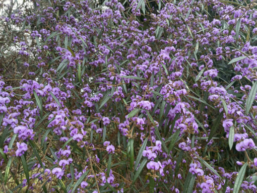 Hovea acutifolia at Natives R Us Traveston Native Plant Nursery Sunshine Coast Retail Native Plants Gympie Natives Noosa 672