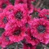 Leptospermum Burgundy Queen at Natives R Us Traveston Native Plant Nursery Sunshine Coast Retail Native Plants Gympie Natives Noosa