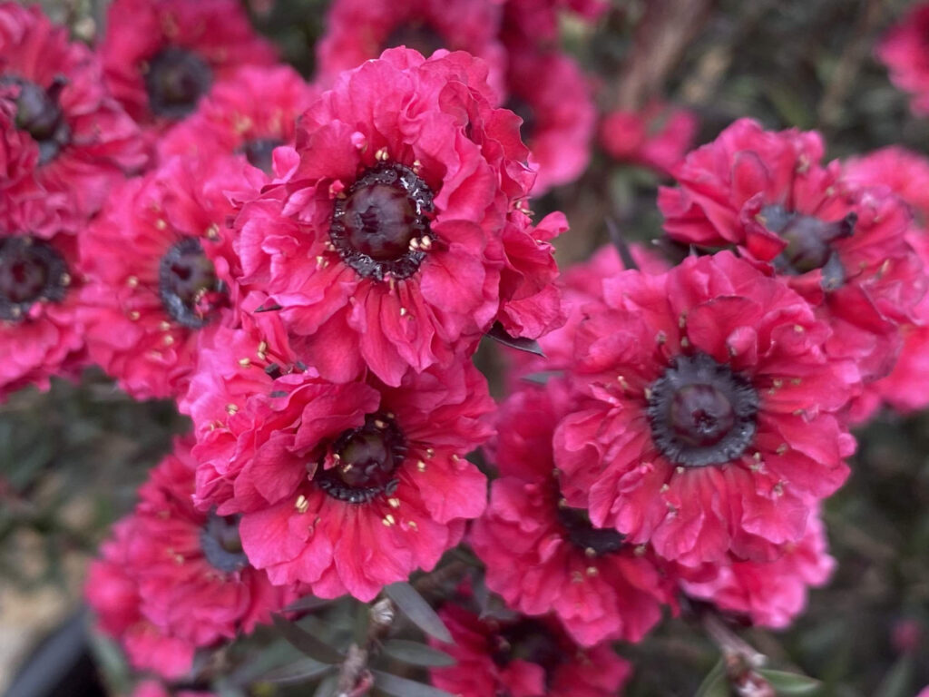 Leptospermum Burgundy Queen at Natives R Us Traveston Native Plant Nursery Sunshine Coast Retail Native Plants Gympie Natives Noosa