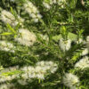 Melaleuca Revolution Green at Natives R Us Traveston Native Plant Nursery Sunshine Coast Retail Native Plants Gympie Natives Noosa