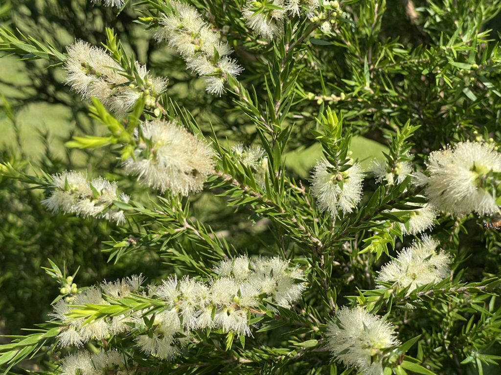 melaleuca-bracteata-revolution-green-natives-r-us-plant-nursery-in