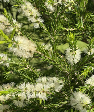 Melaleuca Linariifolia 'Snowstorm' - Natives R Us Plant Nursery In ...