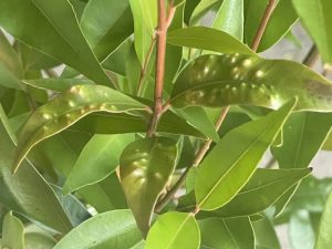 Native Plants Pests & Diseases Psyllid Leaf Damage - Natives R Us Traveston Native Plant Nursery