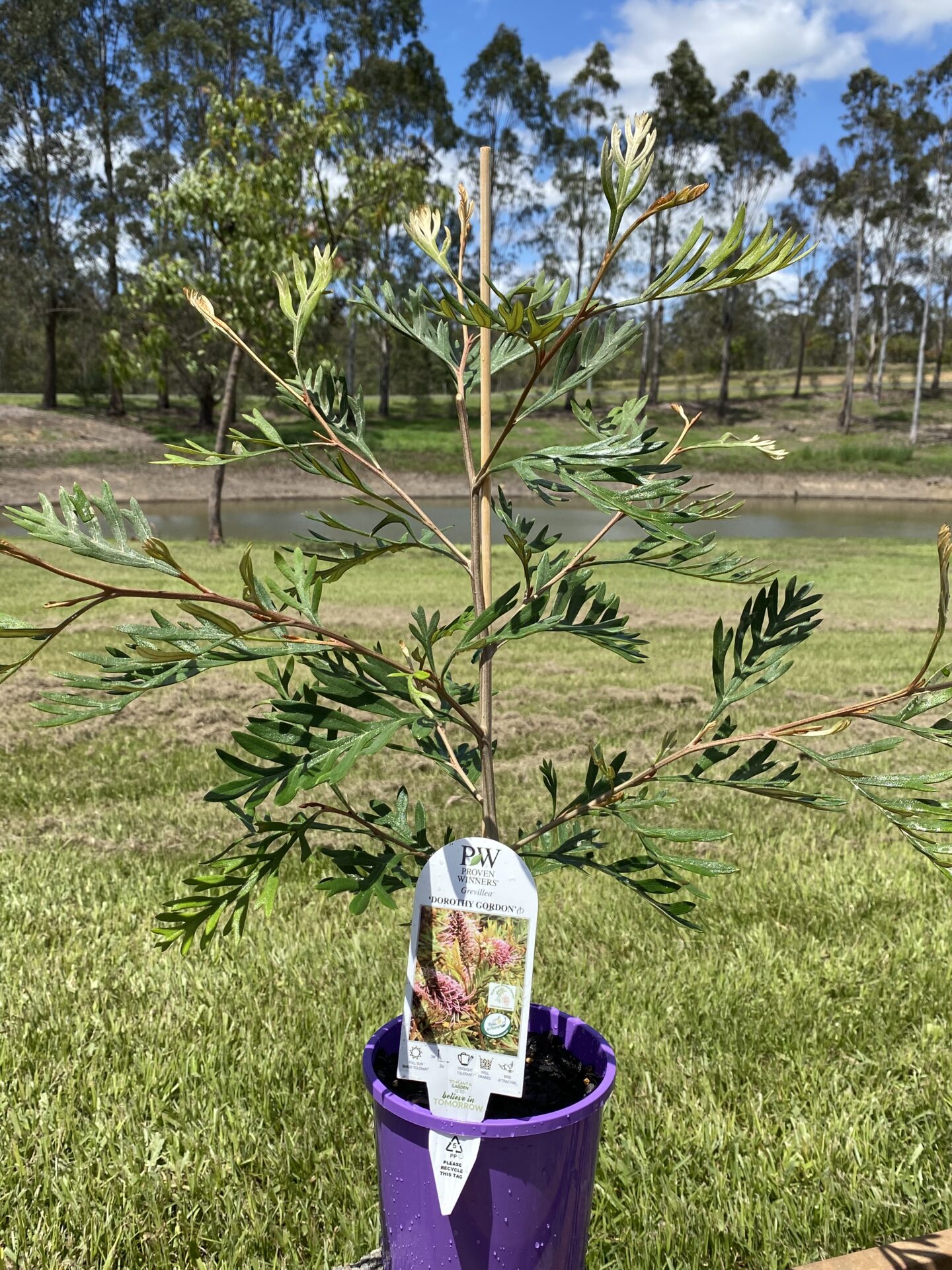 Grevillea Dorothy Gordon - Image 4