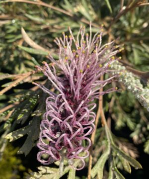 Grevillea 'Dorothy Gordon'
