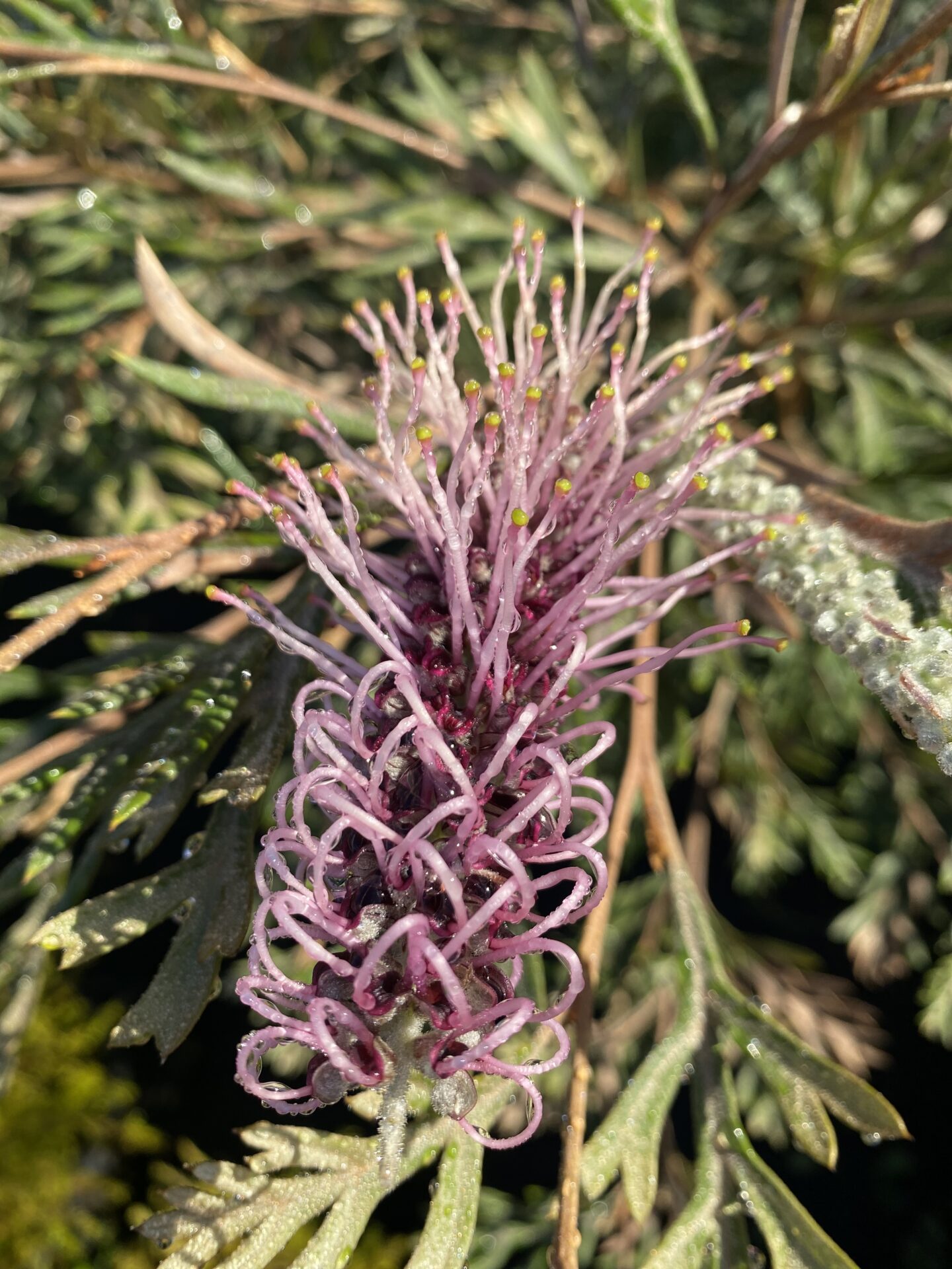 Grevillea 'Dorothy Gordon'