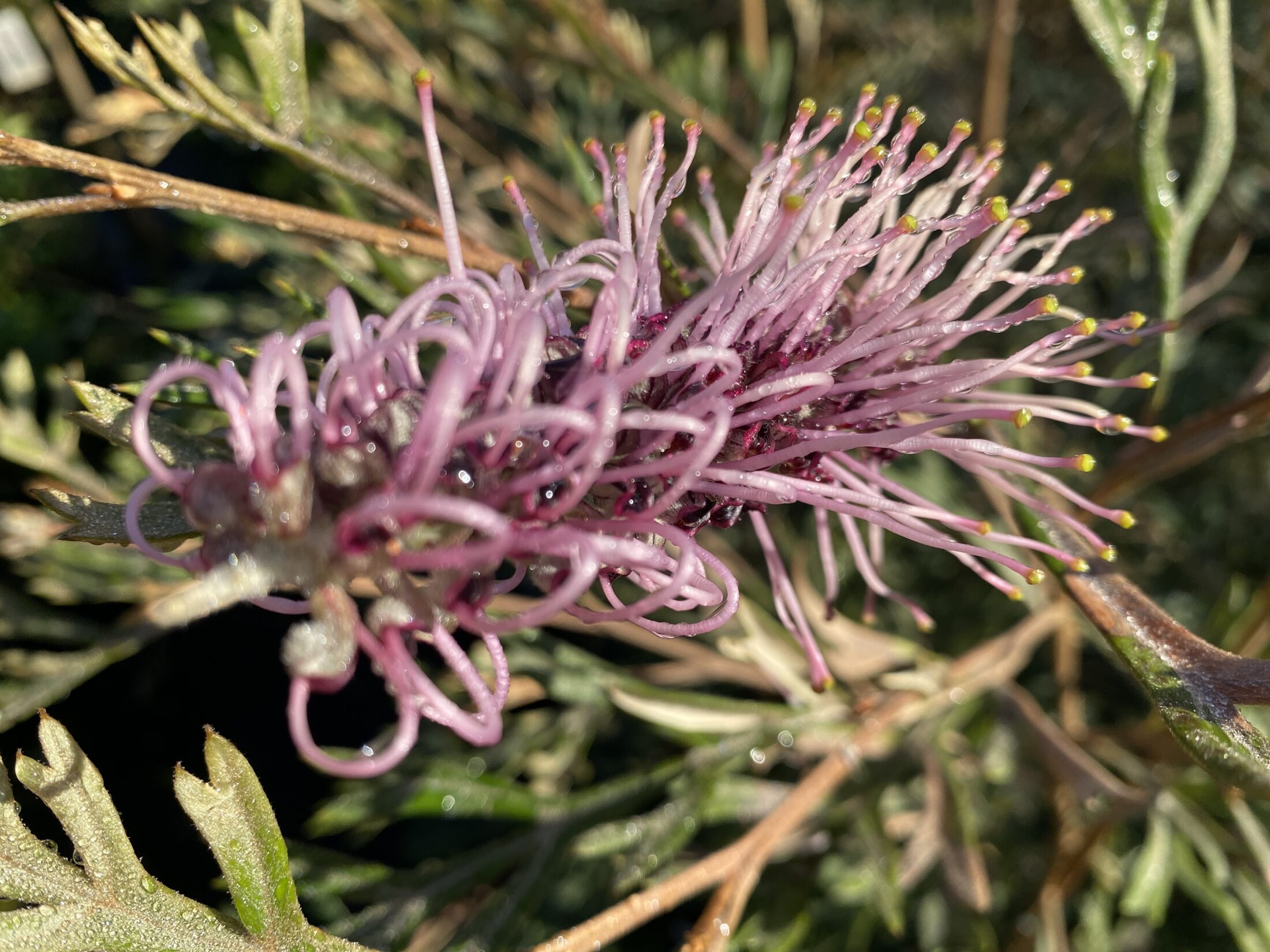Grevillea Dorothy Gordon - Image 3