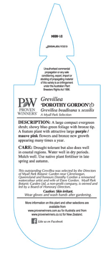 Grevillea Dorothy Gordon - Image 5