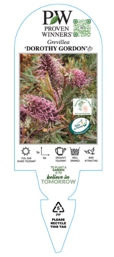 Grevillea Dorothy Gordon - Image 6