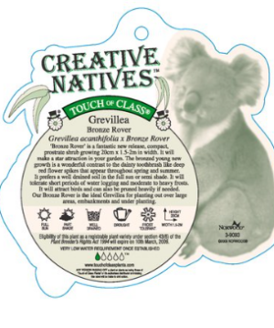 Grevillea 'Bronze Rover'