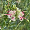 Grevillea 'Hills Jubilee'