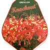 Grevillea 'Knockout'