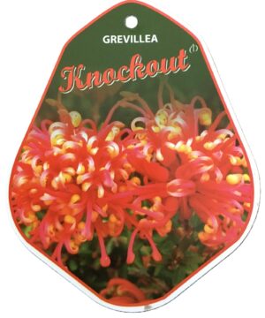 Grevillea 'Knockout'