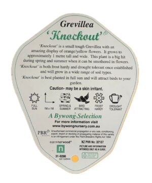 Grevillea 'Knockout'